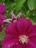 <imgr0*100:stuff/z/147496/Roses.1/P7040150.JPG>