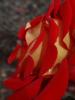 <imgr0*100:stuff/z/147496/Roses.1/P7040154.JPG>