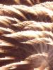 <imgr0*100:stuff/z/147496/Shaken%252c%2520not%2520stirred%2520FIREWORKS.1/P7040028.JPG>