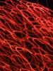 <imgl0*100:stuff/z/147496/Shaken%252c%2520not%2520stirred%2520FIREWORKS.1/P7040090.JPG>