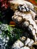 <img0*100:stuff/z/151305/misc%2520stock%2520by%2520sequeena_rae/i1191943653_13.jpg>