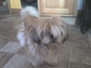 <img0*100:stuff/z/153213/Stephen%2520Dog%2520Photos/2011-10-08_16-55-38_36.jpg>
