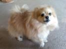 <img0*100:stuff/z/153213/Stephen%2520Dog%2520Photos/2011-10-08_16-57-18_144.jpg>