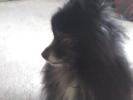 <img0*100:stuff/z/153213/Stephen%2520Dog%2520Photos/2011-10-08_16-57-29_729.jpg>