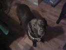 <img0*100:stuff/z/153213/Stephen%2520Dog%2520Photos/2011-11-10_21-39-42_62.jpg>