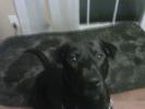 <img0*100:stuff/z/153213/Stephen%2520Dog%2520Photos/2011-11-10_21-40-37_306.jpg>