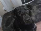 <img0*100:stuff/z/153213/Stephen%2520Dog%2520Photos/2011-11-10_21-40-44_39.jpg>