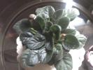 <img0*100:stuff/z/153213/Stephen%2520Misc%2520Photos/2011-07-27_16-41-18_798.jpg>
