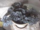 <img0*100:stuff/z/153213/Stephen%2520Misc%2520Photos/2011-07-27_16-41-37_782.jpg>