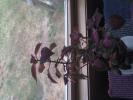 <img0*100:stuff/z/153213/Stephen%2520Misc%2520Photos/2011-07-27_16-42-09_766.jpg>