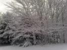 <img0*100:stuff/z/153213/Stephen%2520Nature%2520Photos/2011-11-11_09-06-56_361.jpg>