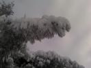 <img0*100:stuff/z/153213/Stephen%2520Nature%2520Photos/2011-11-11_09-09-08_689.jpg>
