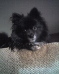 <img200*0:stuff/z/153213/Stephen%2527s%2520Dog%2520Pictures/Bailey%20%2808-12-09%29.jpg>