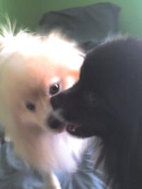 <img200*0:stuff/z/153213/Stephen%2527s%2520Dog%2520Pictures/Baxter%20%26%20Bailey%20%2802-17-10%29.jpg>