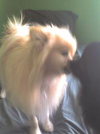 <img200*0:stuff/z/153213/Stephen%2527s%2520Dog%2520Pictures/Baxter%20%26%20Bailey%20%282%29%20%2802-17-10%29.jpg>