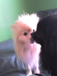 <img200*0:stuff/z/153213/Stephen%2527s%2520Dog%2520Pictures/Baxter%20%26%20Bailey%20%283%29%20%2802-17-10%29.jpg>