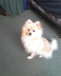 <img200*0:stuff/z/153213/Stephen%2527s%2520Dog%2520Pictures/Baxter%20%2801-18-09%29.jpg>
