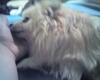 <img200*0:stuff/z/153213/Stephen%2527s%2520Dog%2520Pictures/Baxter%20%2802-14-09%29.jpg>