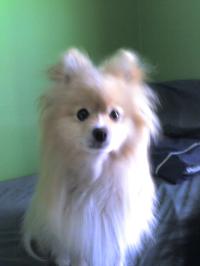<img200*0:stuff/z/153213/Stephen%2527s%2520Dog%2520Pictures/Baxter%20%2802-17-10%29.jpg>