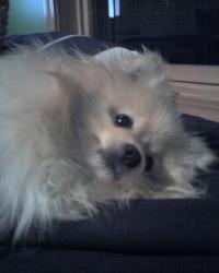 <img200*0:stuff/z/153213/Stephen%2527s%2520Dog%2520Pictures/Baxter%20%2802-26-09%29.jpg>