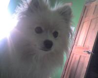 <img200*0:stuff/z/153213/Stephen%2527s%2520Dog%2520Pictures/Baxter%20%2808-31-09%29.jpg>