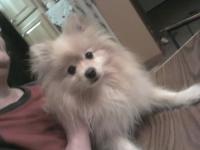<img200*0:stuff/z/153213/Stephen%2527s%2520Dog%2520Pictures/Baxter%20%281-08-2011%29.jpg>