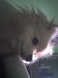 <img200*0:stuff/z/153213/Stephen%2527s%2520Dog%2520Pictures/Baxter%20%2810-28-09%29.jpg>