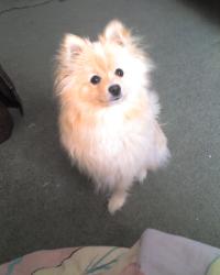 <img200*0:stuff/z/153213/Stephen%2527s%2520Dog%2520Pictures/Baxter%20%282%29%20%2801-18-09%29.jpg>