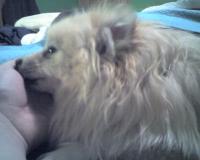 <img200*0:stuff/z/153213/Stephen%2527s%2520Dog%2520Pictures/Baxter%20%282%29%20%2802-14-09%29.jpg>