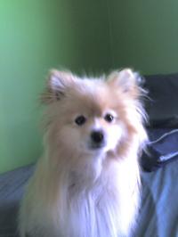 <img200*0:stuff/z/153213/Stephen%2527s%2520Dog%2520Pictures/Baxter%20%282%29%20%2802-17-10%29.jpg>