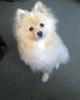Stephen's Dog Pics