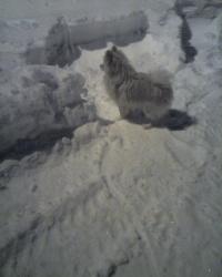 <img200*0:stuff/z/153213/Stephen%2527s%2520Dog%2520Pictures/Baxter%20Outside%20%2801-10-09%29.jpg>