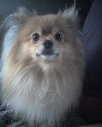 <img200*0:stuff/z/153213/Stephen%2527s%2520Dog%2520Pictures/Chester%20%2808-15-09%29.jpg>