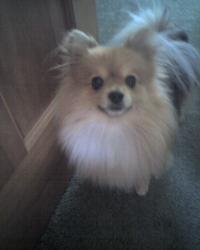 <img200*0:stuff/z/153213/Stephen%2527s%2520Dog%2520Pictures/Chester%20%2808-31-09%29.jpg>