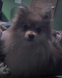 <img200*0:stuff/z/153213/Stephen%2527s%2520Dog%2520Pictures/Chester%20%2809-08-09%29.jpg>