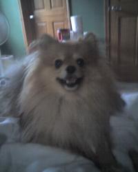 <img200*0:stuff/z/153213/Stephen%2527s%2520Dog%2520Pictures/Chester%20%282%29%20%2808-15-09%29.jpg>