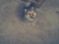 <img200*0:stuff/z/153213/Stephen%2527s%2520Dog%2520Pictures/Chester%20Puppy%20%282%29.jpg>