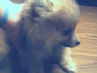 <img200*0:stuff/z/153213/Stephen%2527s%2520Dog%2520Pictures/Chester%20Puppy%20%283%29.jpg>