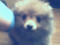 <img200*0:stuff/z/153213/Stephen%2527s%2520Dog%2520Pictures/Chester%20Puppy%20%284%29.jpg>