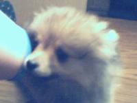 <img200*0:stuff/z/153213/Stephen%2527s%2520Dog%2520Pictures/Chester%20Puppy%20%285%29.jpg>