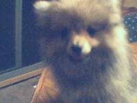 <img200*0:stuff/z/153213/Stephen%2527s%2520Dog%2520Pictures/Chester%20Puppy%20%286%29.jpg>