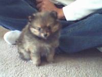 <img200*0:stuff/z/153213/Stephen%2527s%2520Dog%2520Pictures/Chester%20Puppy.jpg>
