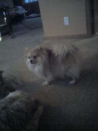 <img200*0:stuff/z/153213/Stephen%2527s%2520Dog%2520Pictures/George%20%26%20Nikki%2811-28-09%29.jpg>