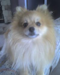 <img200*0:stuff/z/153213/Stephen%2527s%2520Dog%2520Pictures/George%20%2801-29-09%29.jpg>