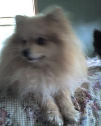 <img200*0:stuff/z/153213/Stephen%2527s%2520Dog%2520Pictures/George%20%2807-28-09%29.jpg>