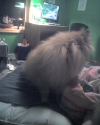 <img200*0:stuff/z/153213/Stephen%2527s%2520Dog%2520Pictures/George%20%2809-08-09%29.jpg>