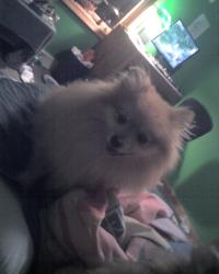 <img200*0:stuff/z/153213/Stephen%2527s%2520Dog%2520Pictures/George%20%282%29%20%2809-08-09%29.jpg>