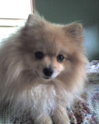 <img200*0:stuff/z/153213/Stephen%2527s%2520Dog%2520Pictures/George%20%282%29%2807-28-09%29.jpg>