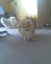 <img200*0:stuff/z/153213/Stephen%2527s%2520Dog%2520Pictures/George%20and%20Baxter%20%2801-29-09%29.jpg>