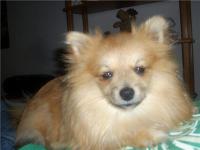 <img200*0:stuff/z/153213/Stephen%2527s%2520Dog%2520Pictures/George.jpg>